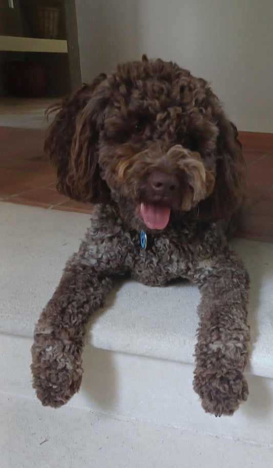 Cute dog